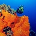 sponge_orange_is_v_0705_png0985_2.jpg